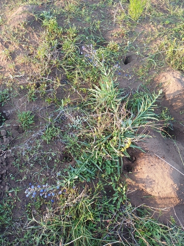 Anchusa capensis, photograph 3