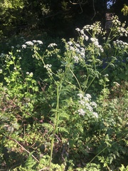 Anthriscus sylvestris