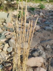 Gaudinia fragilis