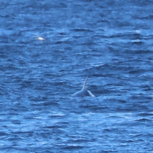 Balaenoptera acutorostrata
