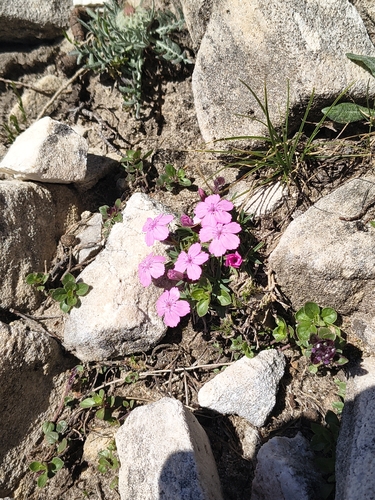 Dianthus microlepis