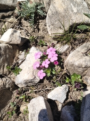 Dianthus microlepis, photograph (c) jeanjacquesgodon, some rights reserved (CC BY)
