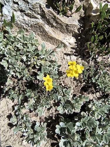 Helianthemum oelandicum, photograph 5