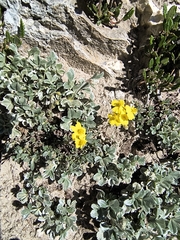 (c) jeanjacquesgodon, some rights reserved (CC BY) Helianthemum oelandicum, photograph (c) jeanjacquesgodon, some rights reserved (CC BY)