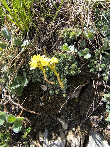 Saxifraga ferdinandi-coburgi