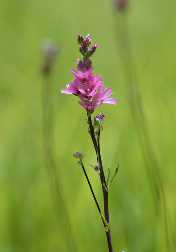 iNaturalist observation photo of Oregon Checker-mallow