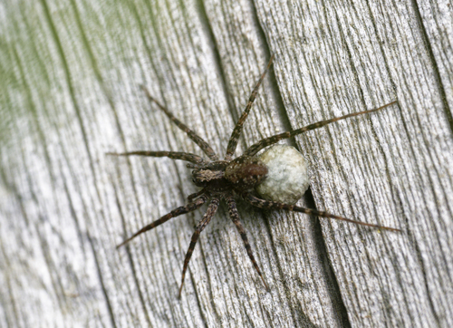 iNaturalist observation photo of Thin-legged Wolf Spiders