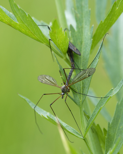 iNaturalist observation photo of Common Crane Flies