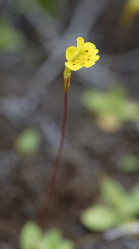 iNaturalist observation photo of primrose monkeyflower