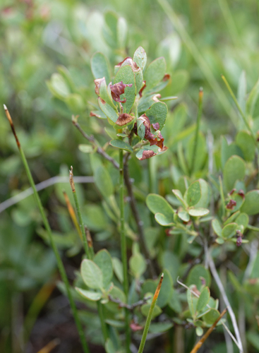 iNaturalist observation photo of bog bilberry