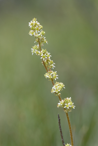 iNaturalist observation photo of Oregon Saxifrage