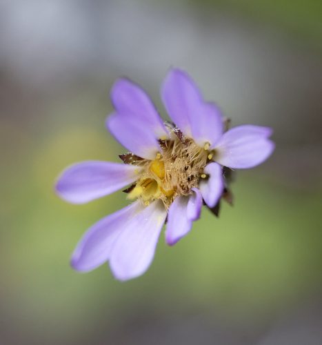 iNaturalist observation photo of Tundra Aster