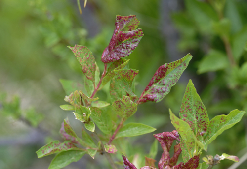 iNaturalist observation photo of Gall and Rust Mites