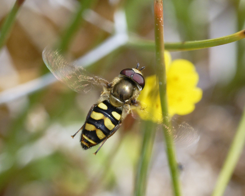 iNaturalist observation photo of Western Aphideater