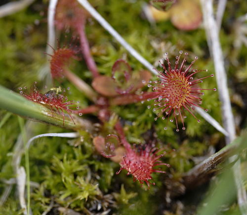 iNaturalist observation photo of round-leaved sundew