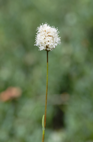 iNaturalist observation photo of American bistort