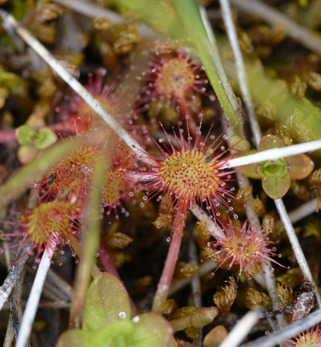 iNaturalist observation photo of round-leaved sundew