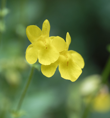 iNaturalist observation photo of seep monkeyflower