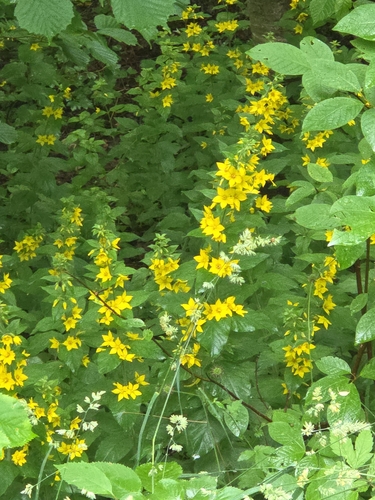 Dotted loosestrife (Lysimachia punctata)