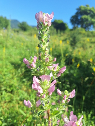 Field restharrow (Ononis arvensis)