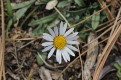 Astranthium beamanii