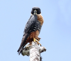 Falco deiroleucus