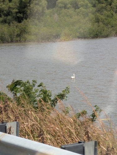 American White Pelican