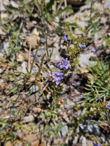 Veronica multifida