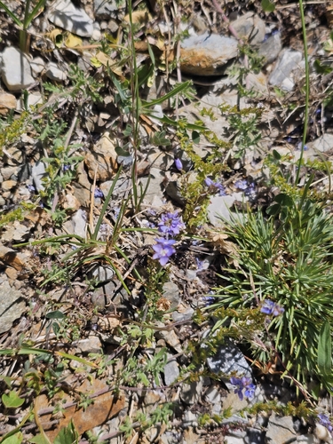 Veronica multifida, photograph 2