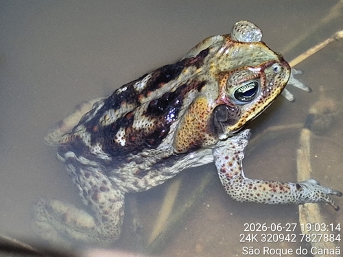 Cururu Toad