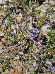 Veronica multifida, photograph author not stated, no rights reserved