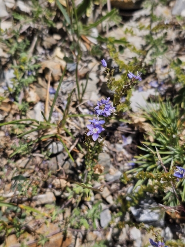 Veronica multifida, photograph 4