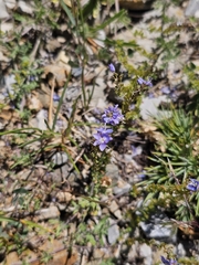 Veronica multifida, photograph author not stated, no rights reserved