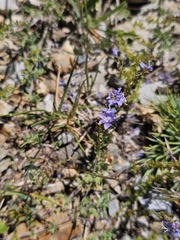Veronica multifida, photograph author not stated, no rights reserved