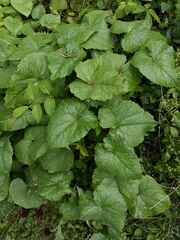 Lunaria annua
