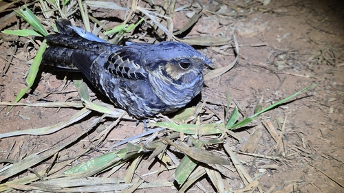 Common Pauraque