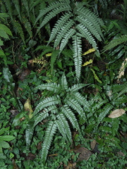 Arachniodes rhomboidea