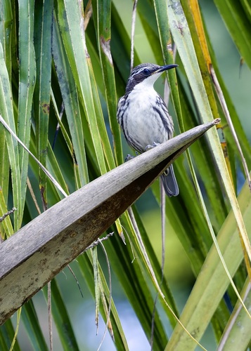 Rhabdornis mystacalis observed 2026-06-27
