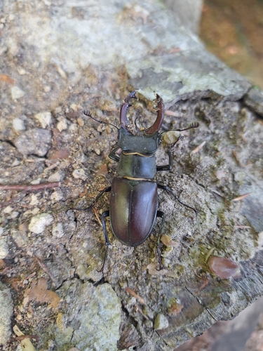 European Stag Beetle
