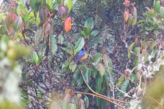 Conirostrum sitticolor