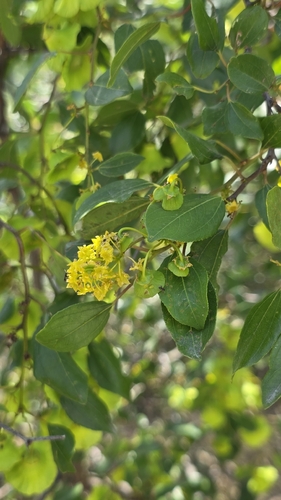 Jerusalem Thorn