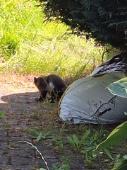 Stone Marten