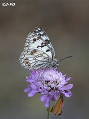 Melanargia arge