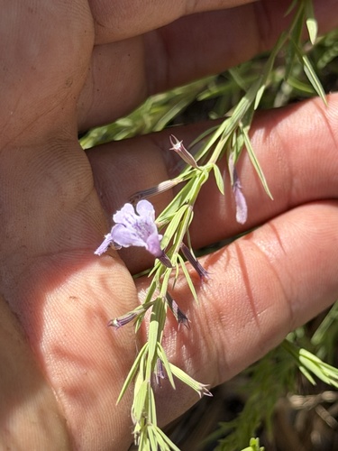 Hedeoma hyssopifolia, photograph 2