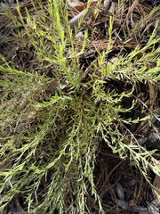 Hedeoma hyssopifolia, photograph (c) Ian McFaul, some rights reserved (CC BY)