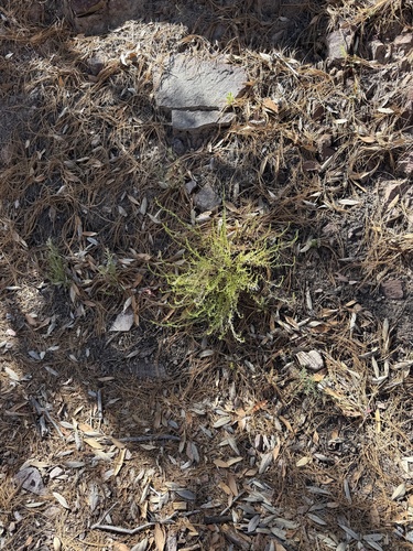 Hedeoma hyssopifolia, photograph 4