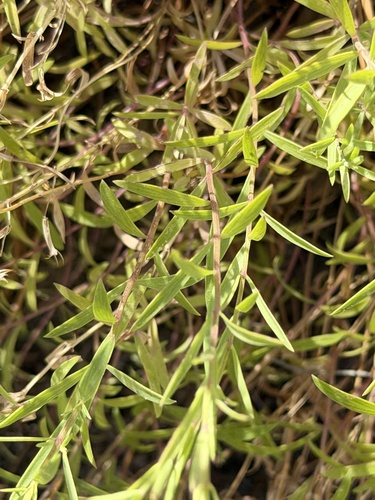 Hedeoma hyssopifolia, photograph 5