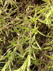 Hedeoma hyssopifolia, photograph (c) Ian McFaul, some rights reserved (CC BY)