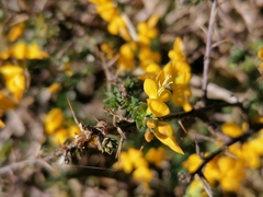 Genista anglica