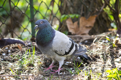Columba livia domestica